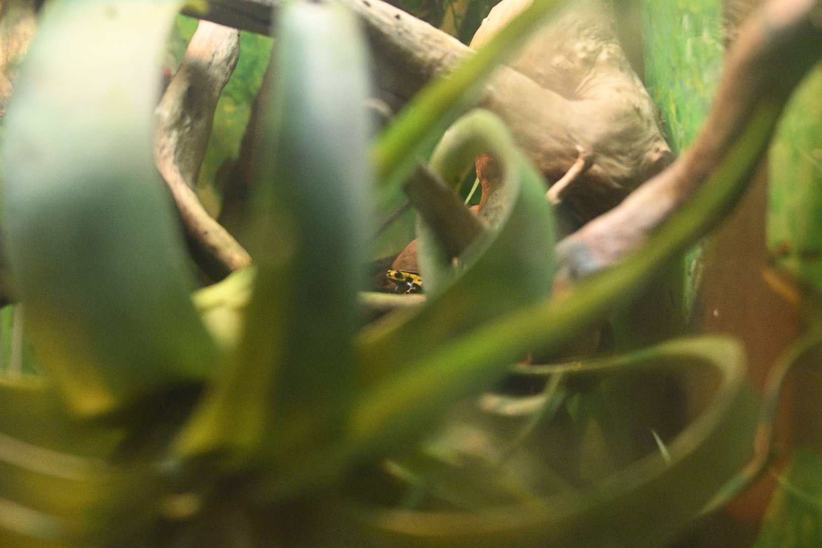 Rainforest Wing - Sira Poison Dart Frog (Ranitomeya sirensis)