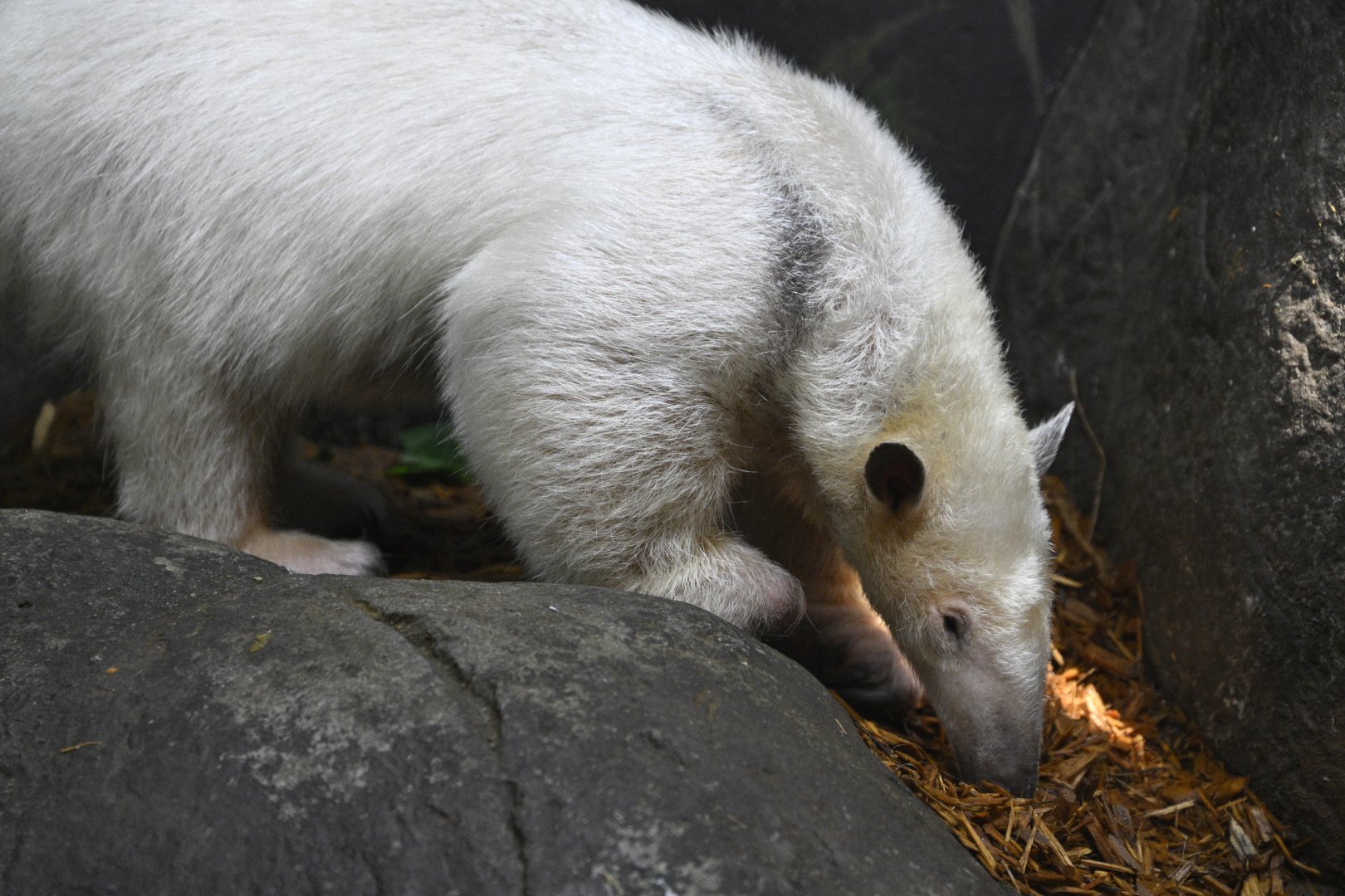 Rainforest Wing - Southern Tamandua (Tamandua tetradactyla)