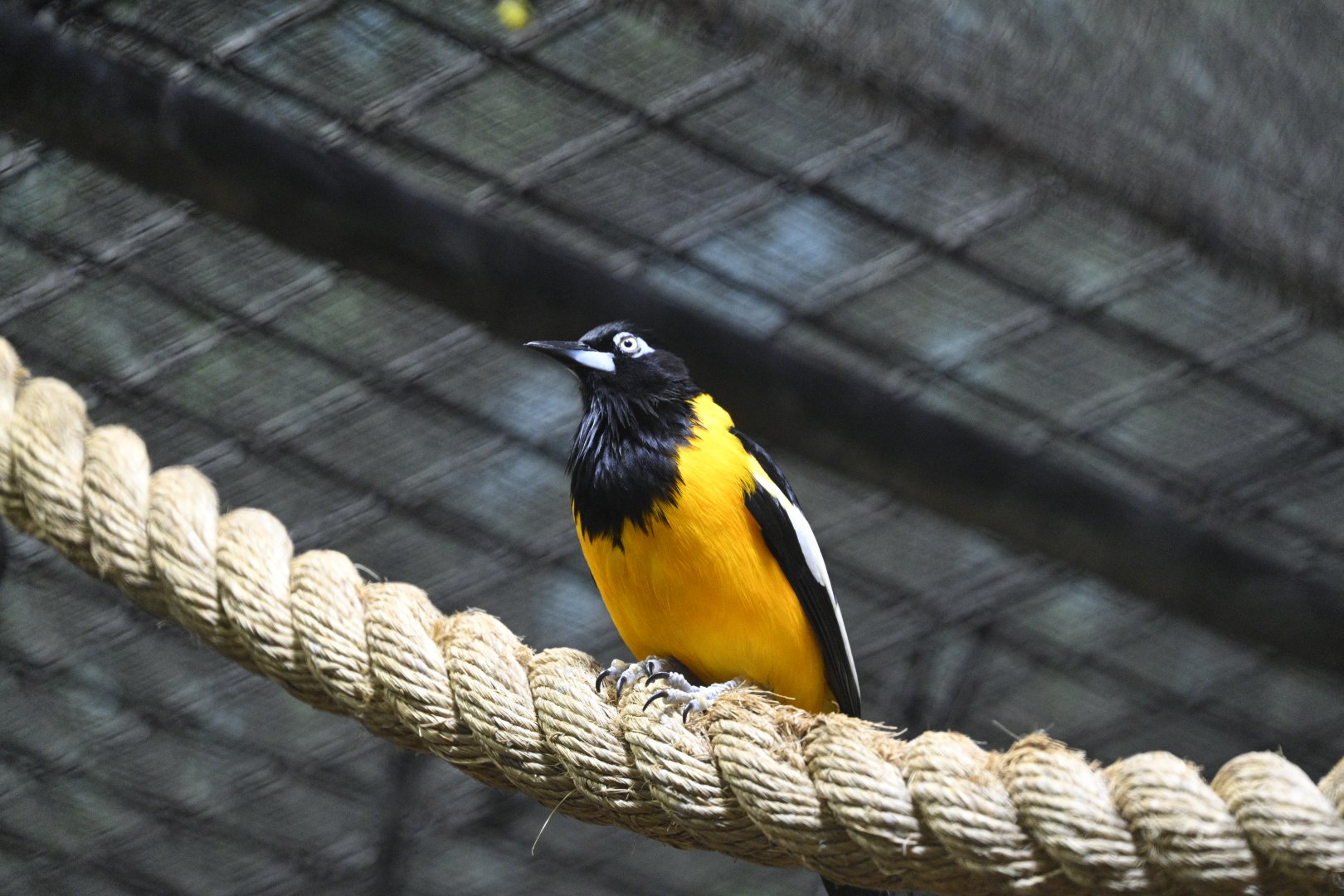 Rainforest Wing - Venezuelan Troupial (Icterus icterus)