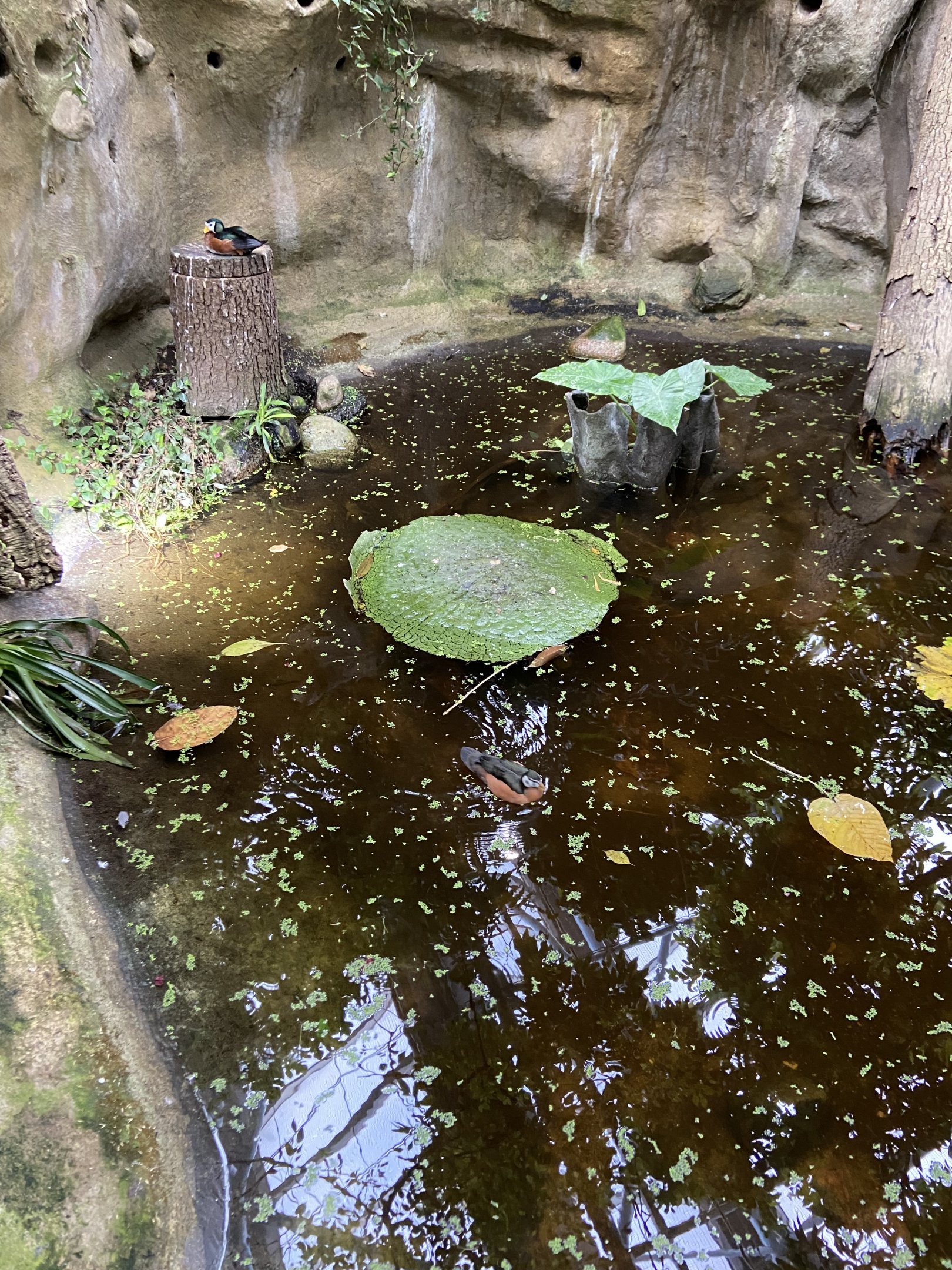 Rainforesthouse - African pygmy goose 2023
