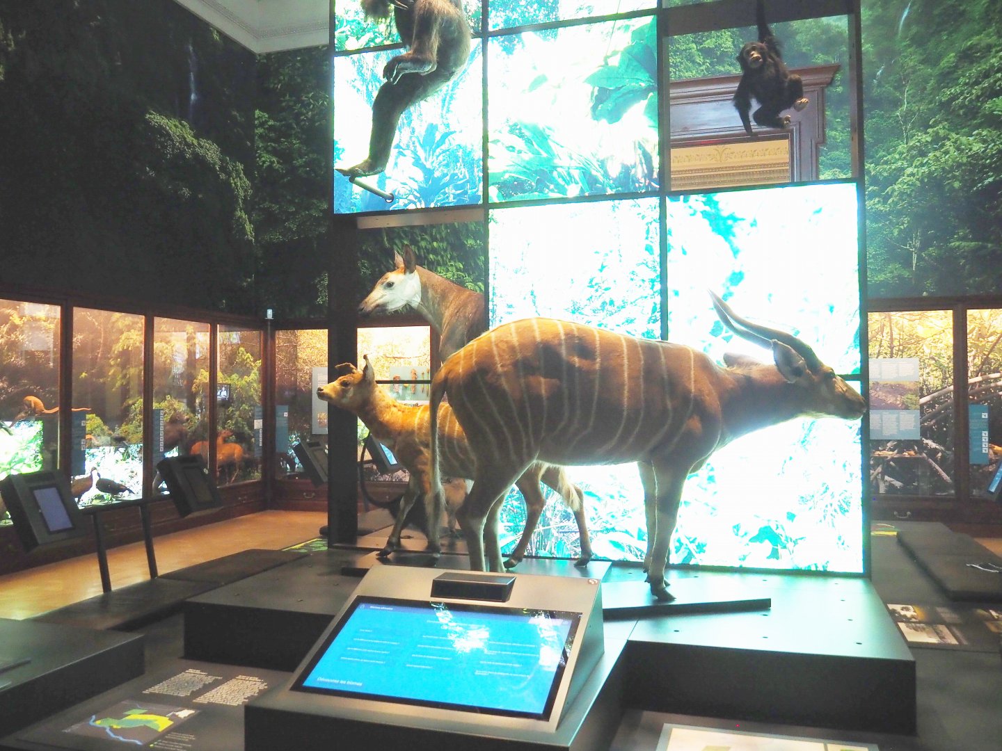 Rainforests and mangroves section of the Landscapes and Biodiversity Hall, 2021-10-20