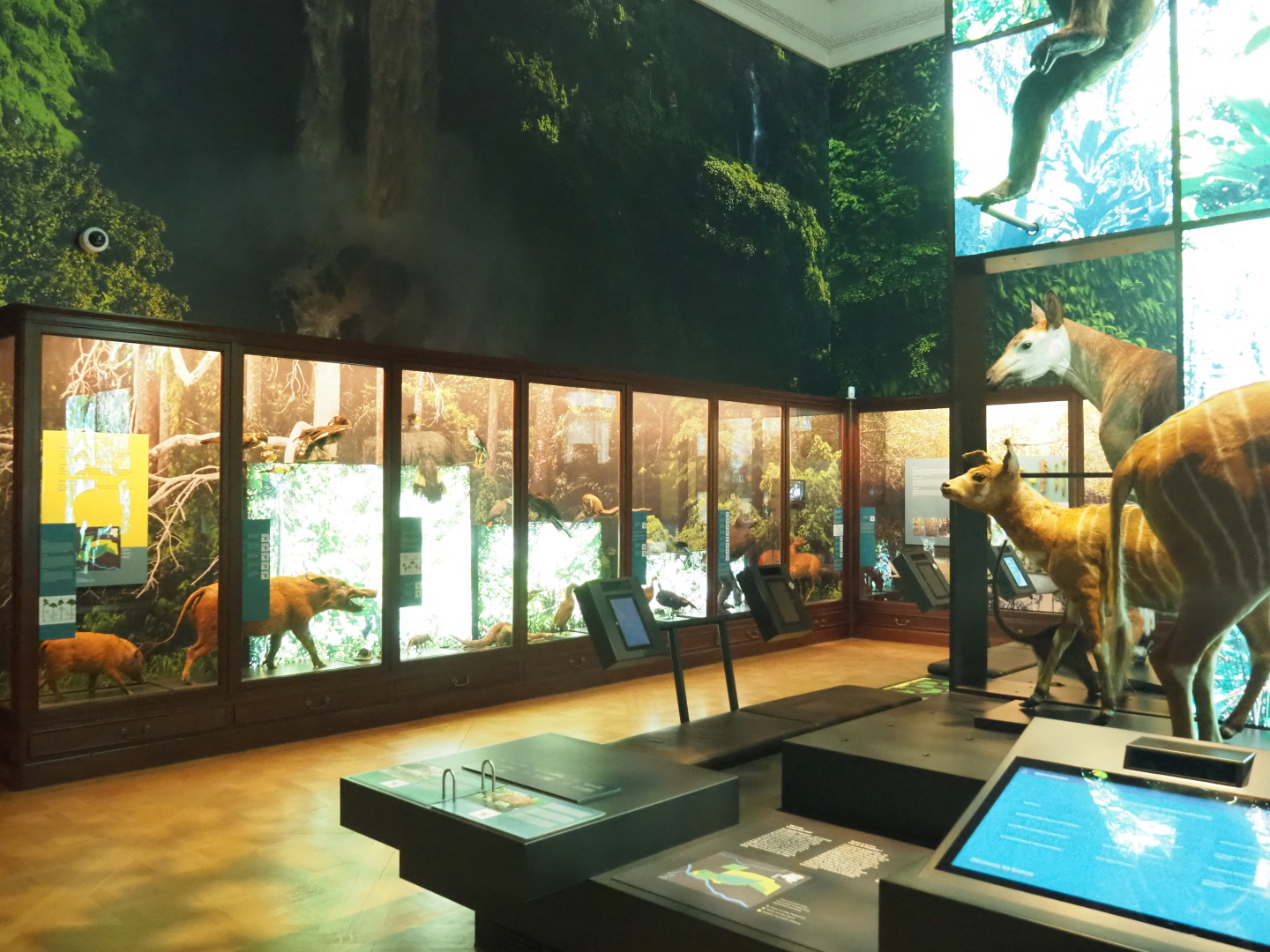 Rainforests and mangroves section of the Landscapes and Biodiversity Hall, 2021-10-20