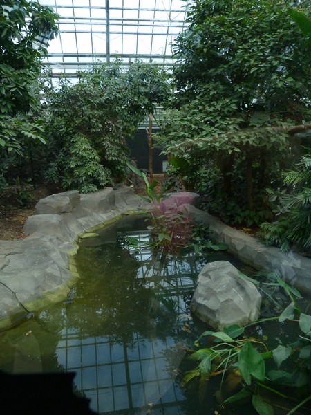 Rainforst House; Giant anteaters