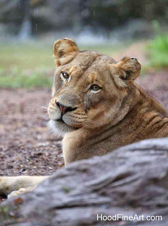 rainy day at the zoo
