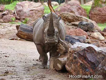rainy day at the zoo