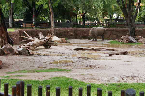 rainy day at the zoo