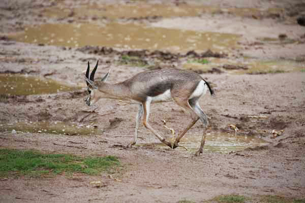 rainy day at the zoo