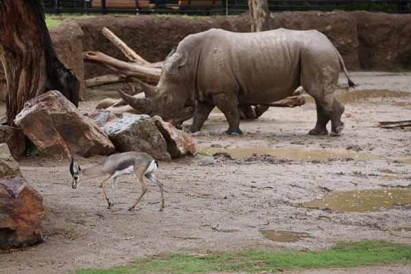 rainy day at the zoo