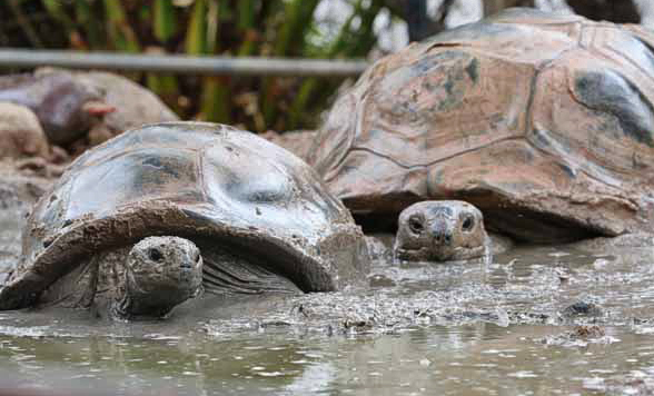 rainy day at the zoo