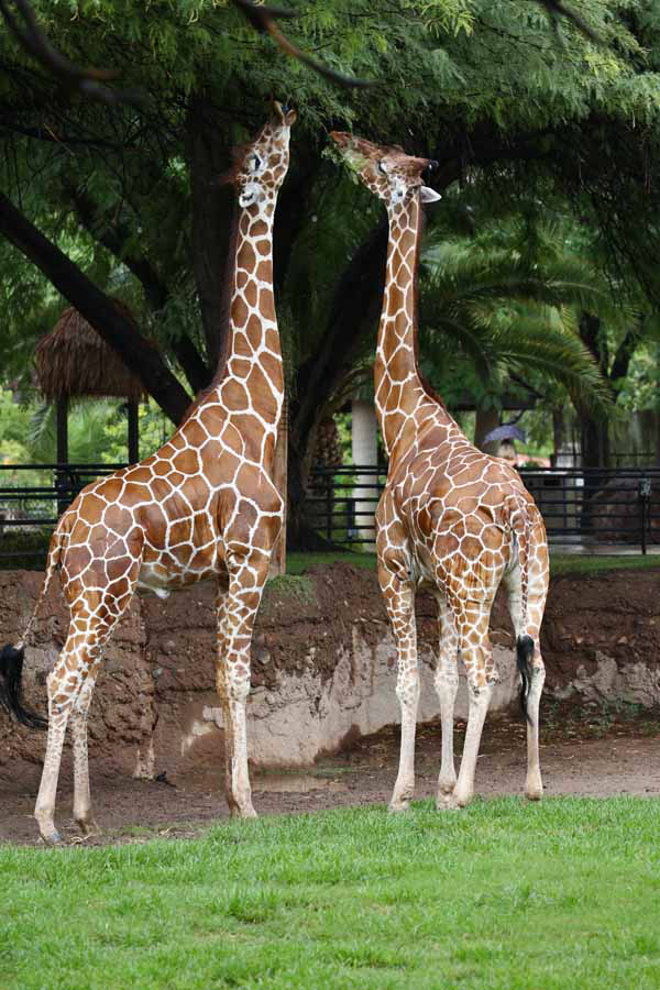 rainy day at the zoo