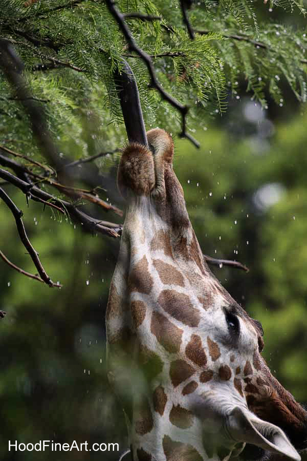 rainy day at the zoo