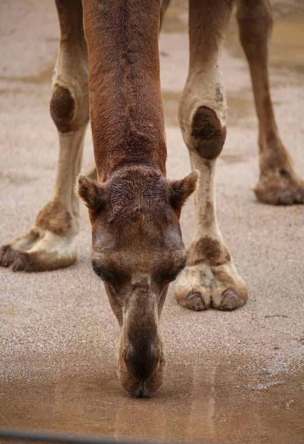 rainy day at the zoo