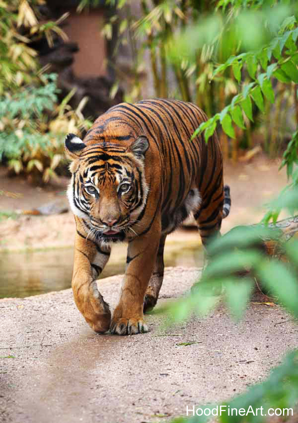 rainy day at the zoo
