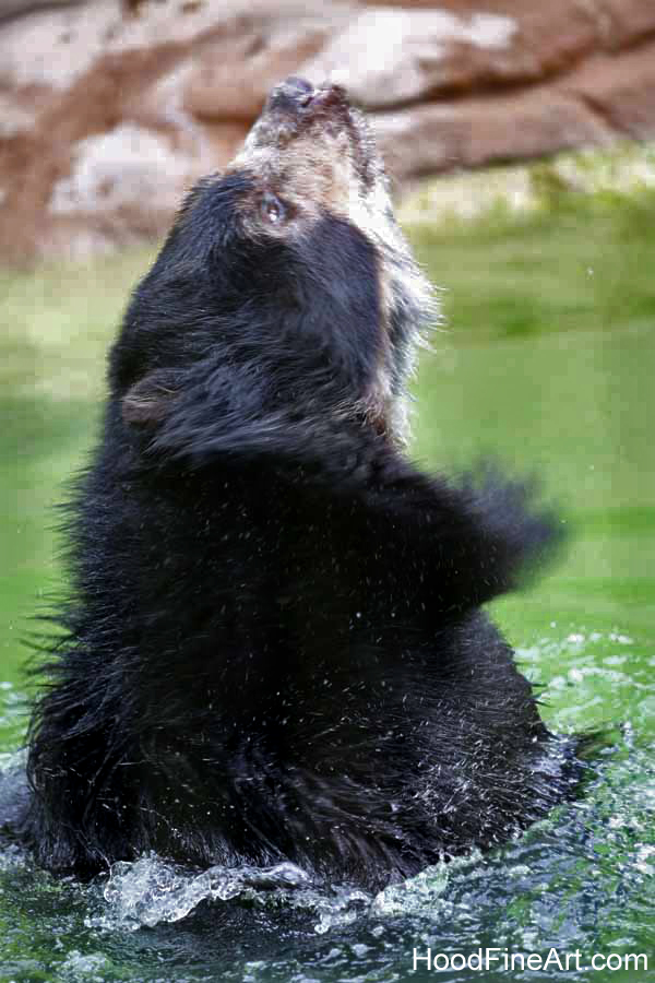 rainy day at the zoo