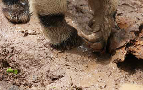 rainy day at the zoo