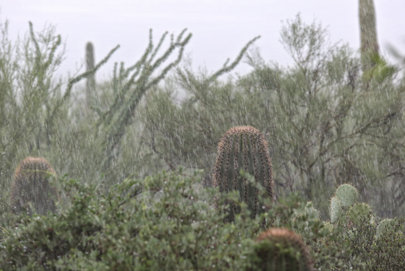 rainy day at the zoo