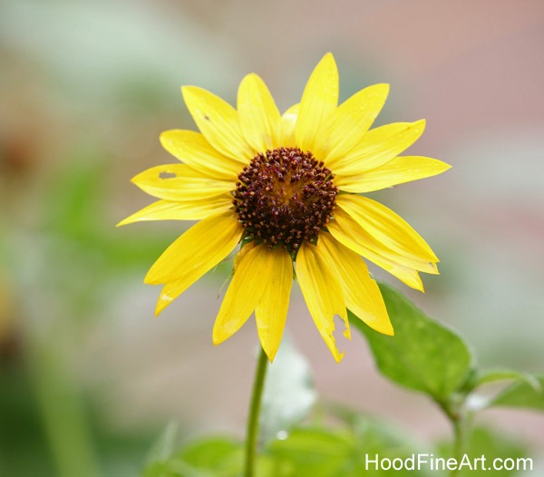 rainy day at the zoo