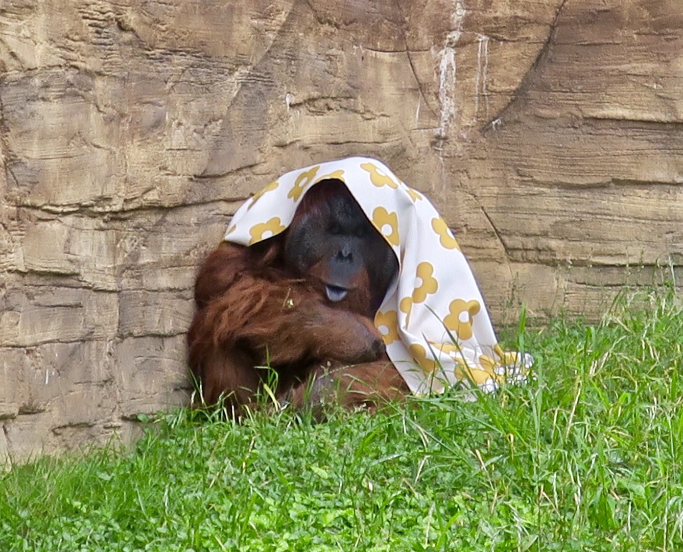 Rainy day Bornean orangutan (Pongo pygmaeus)