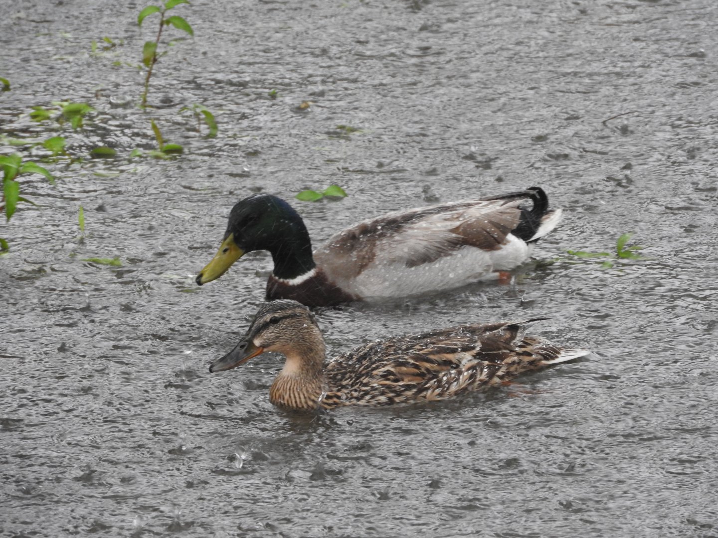 Rainy Day Mallards