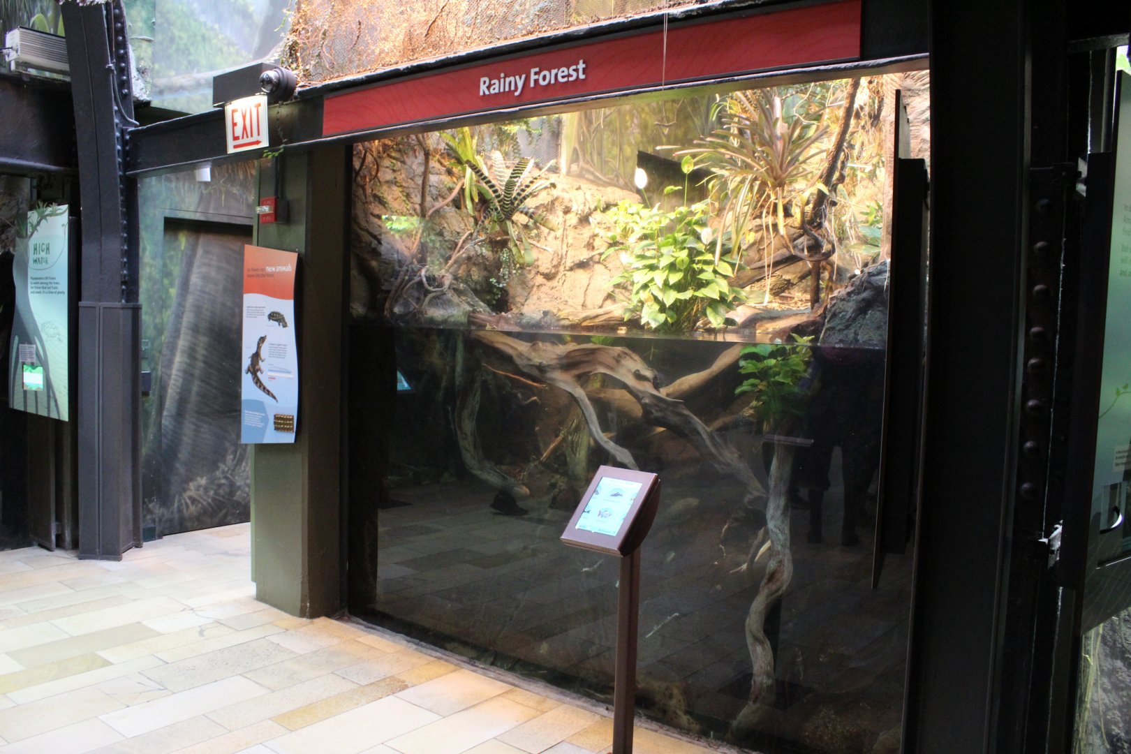 Rainy Forest Tank - Amazon Rising