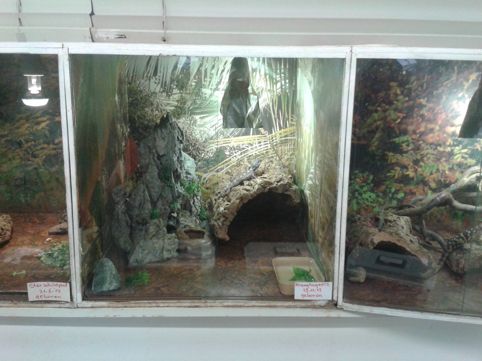 Rairing cages for reptiles