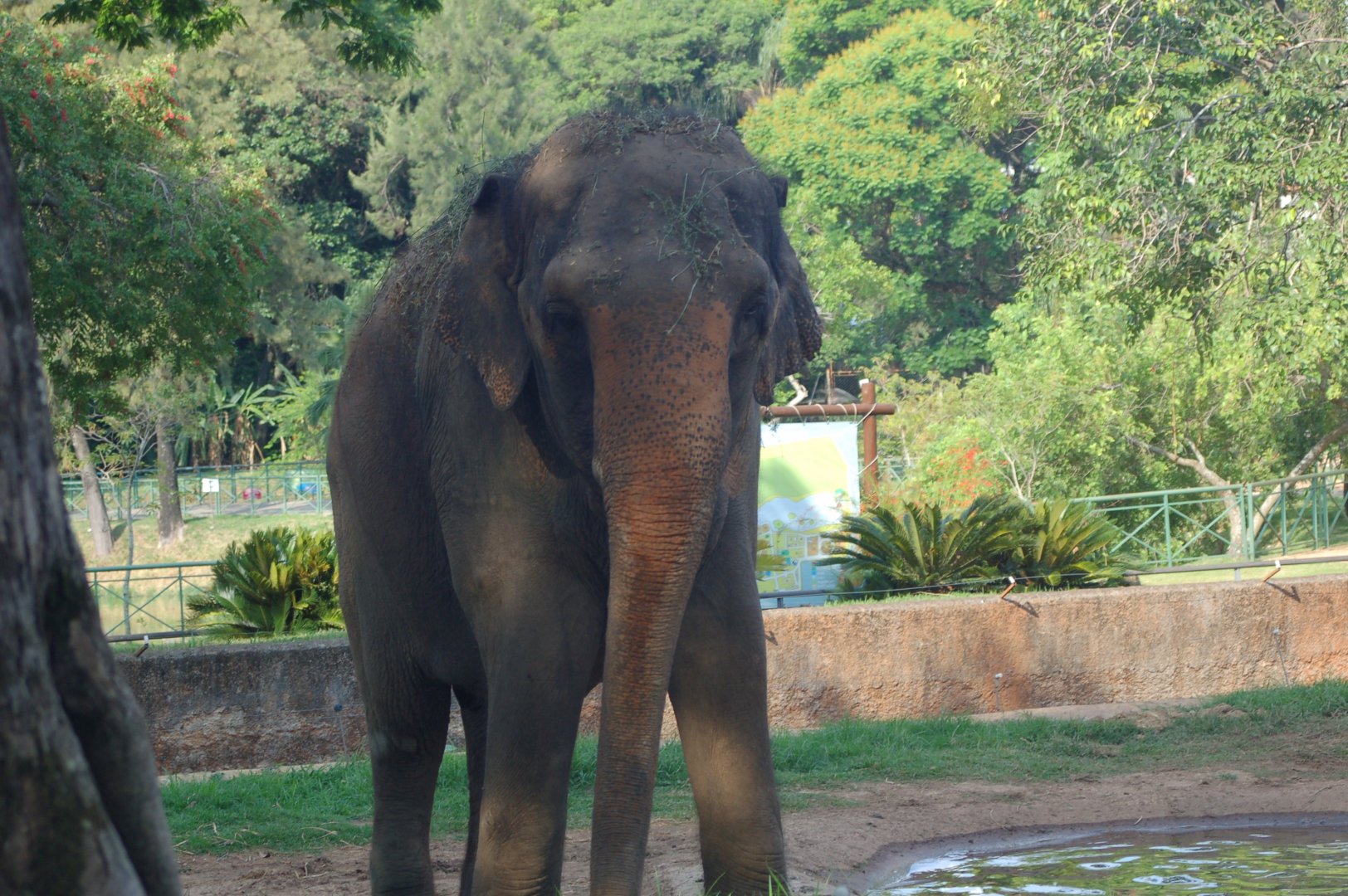 Raisa , cow Asiatic elephant