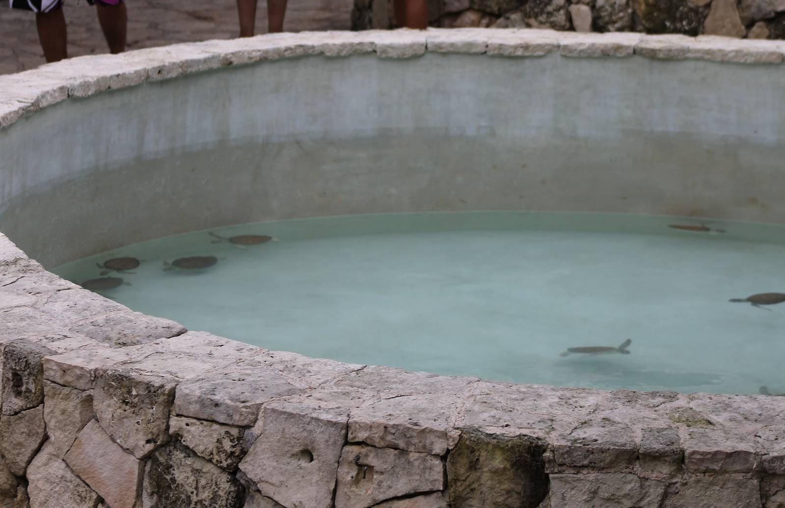 Raising basin Green turtles