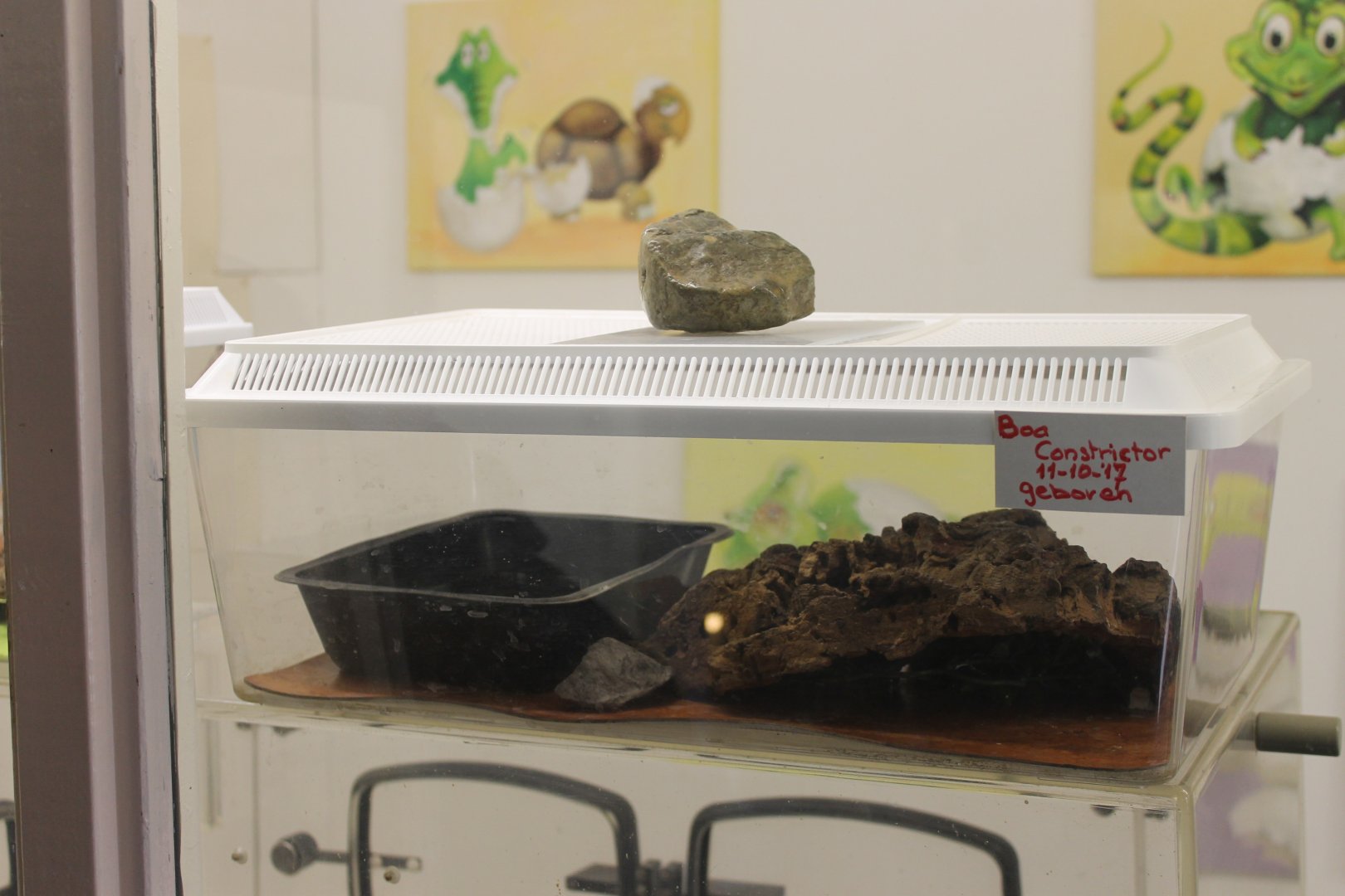 Raising-box Boa constrictor