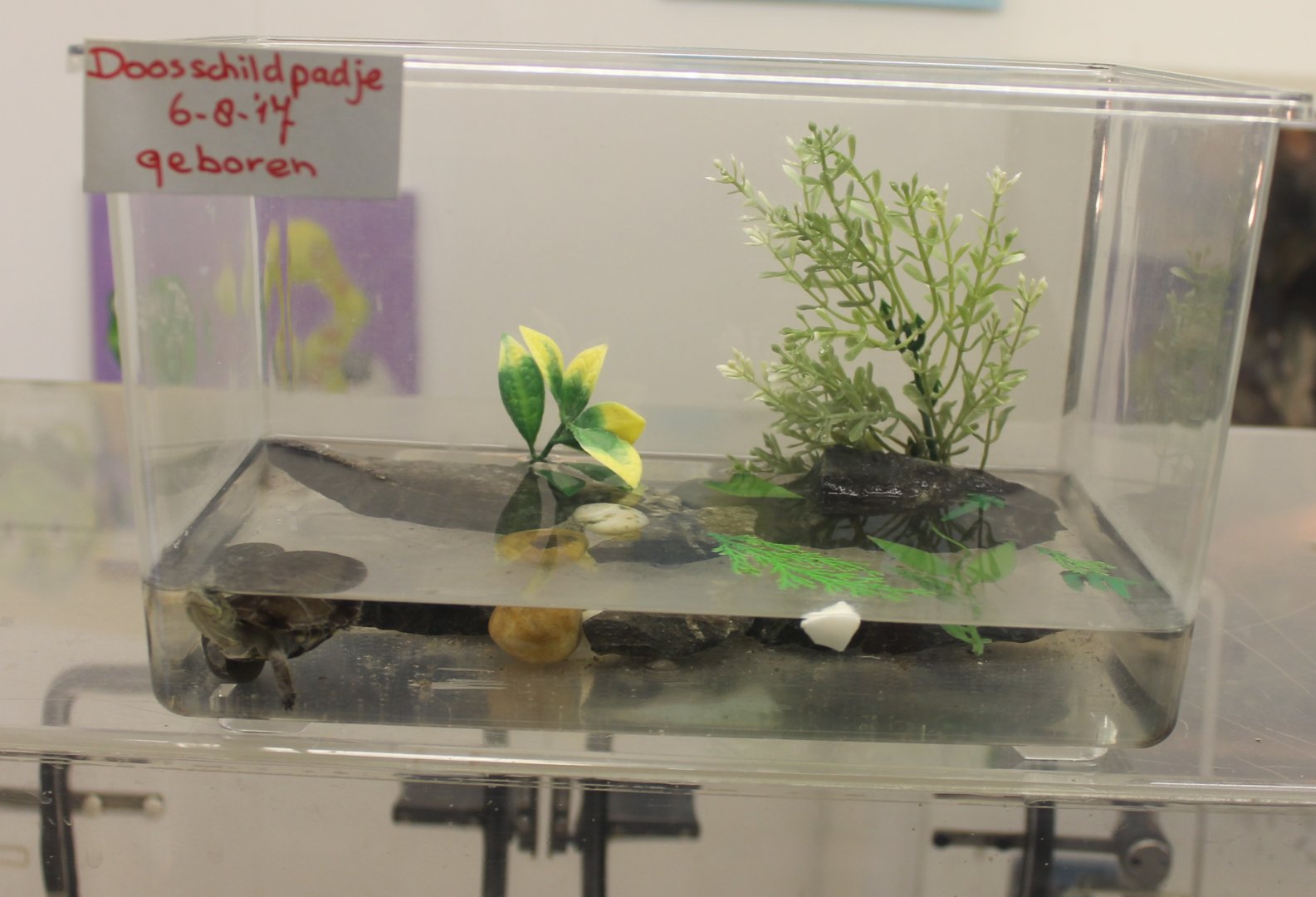 Raising-box Box turtle