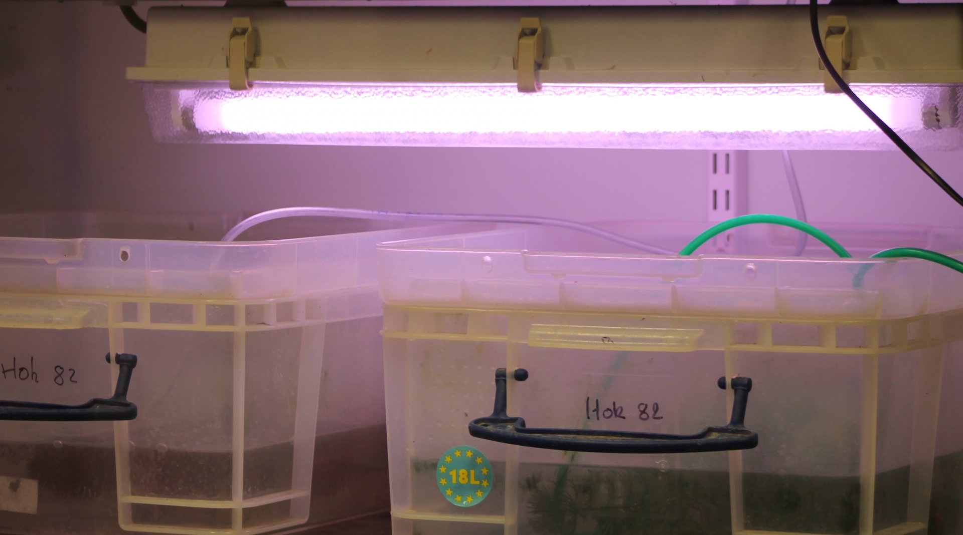 Raising-boxes Kaiser's spotted newts