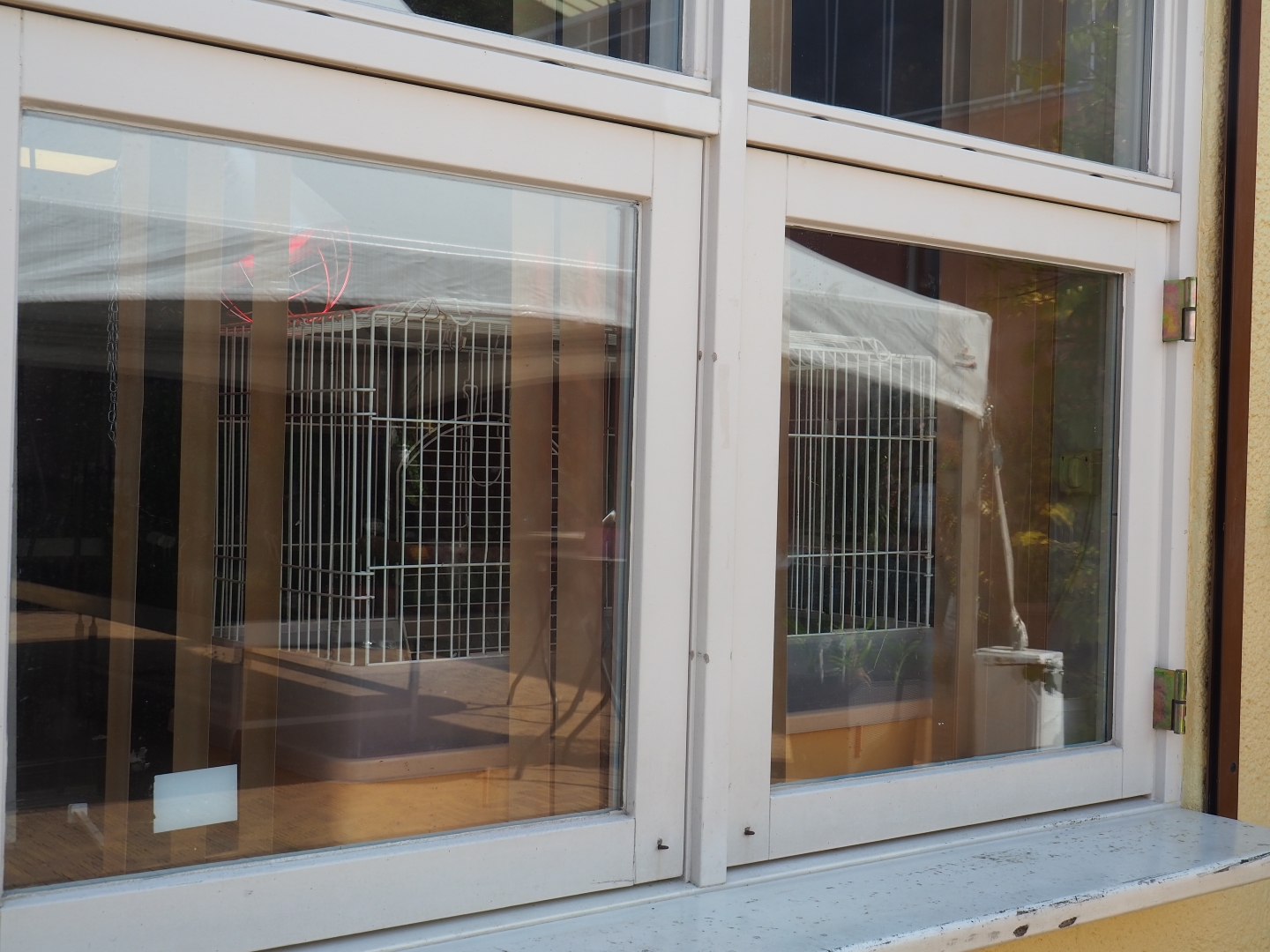 Raising cage for curl-crested aracari chick in staff room (Aug 28th, 2018)