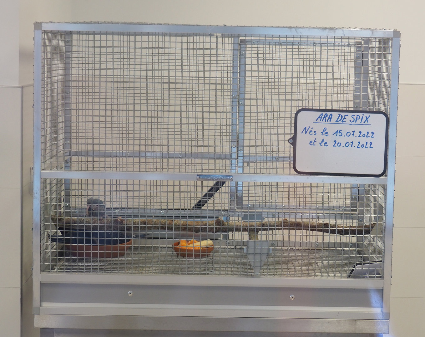 Raising cage for juvenile Spix's macaws, 2022-09-14