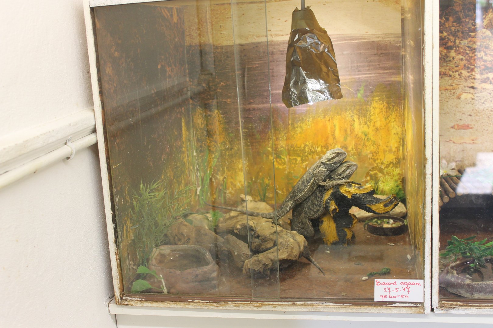 Raising-enclosure Bearded dragon