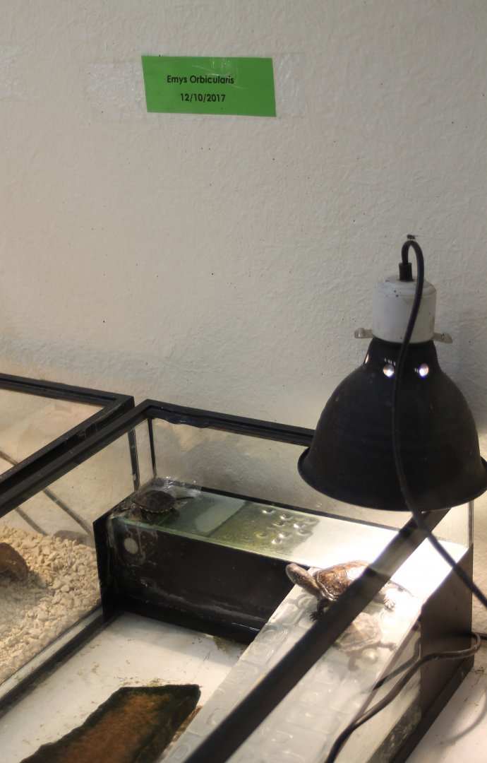 Raising-enclosure European pond tortoise