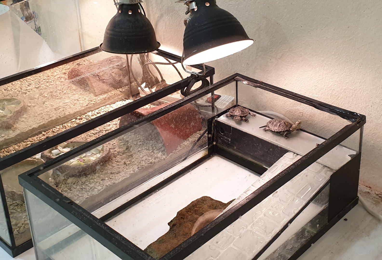 Raising-enclosure European pond turtle