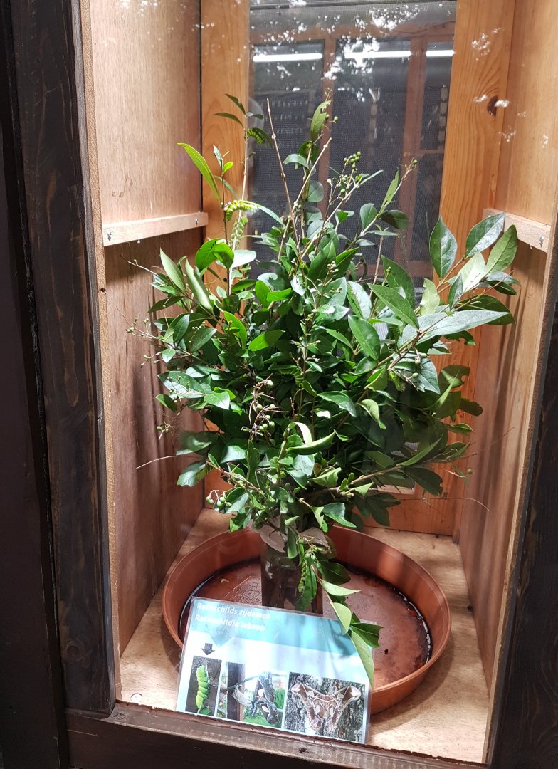 Raising-enclosure Rothschildia lebeau