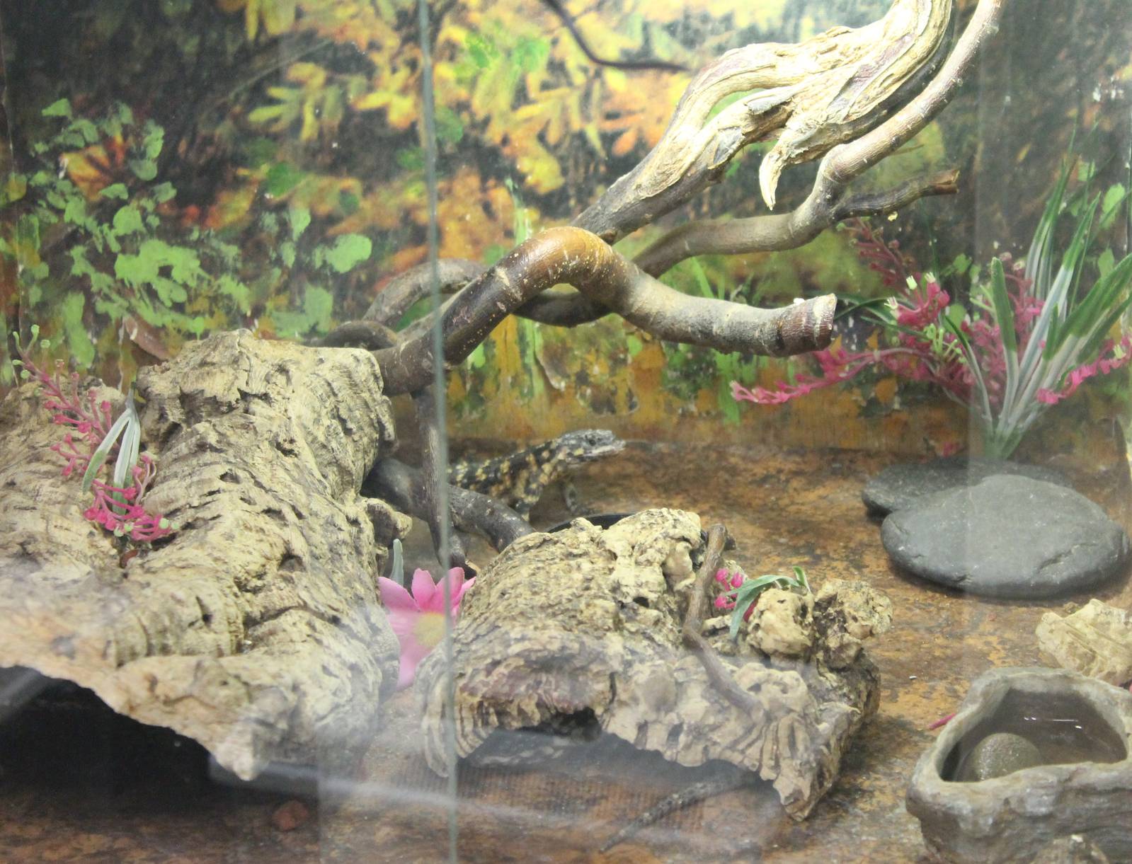 Raising enclosure Warren's girdled lizards