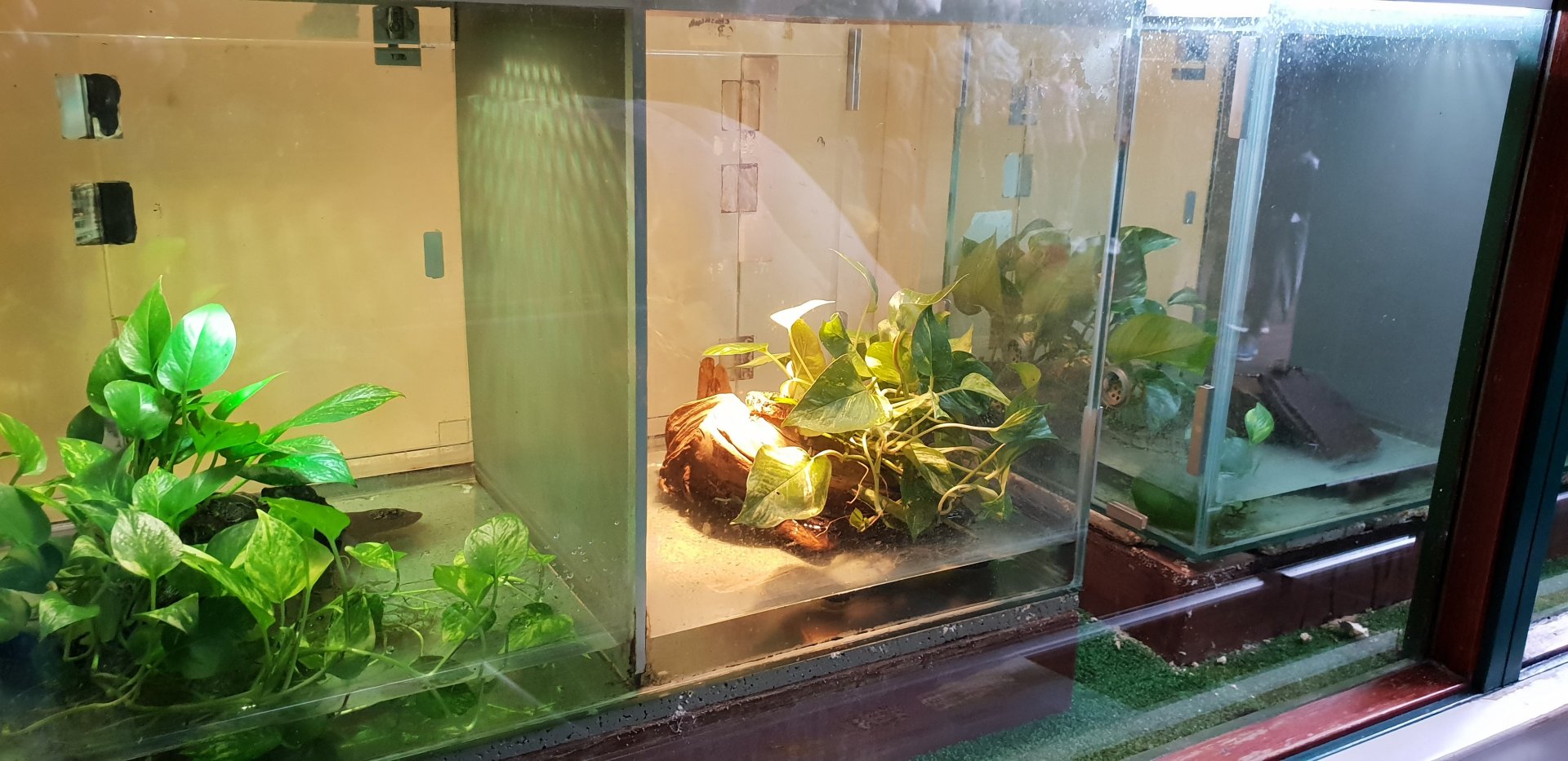 Raising-enclosures Crocodile-tailed lizards