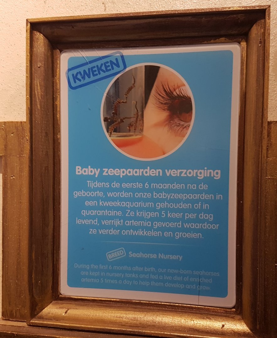 Raising-info Seahorses