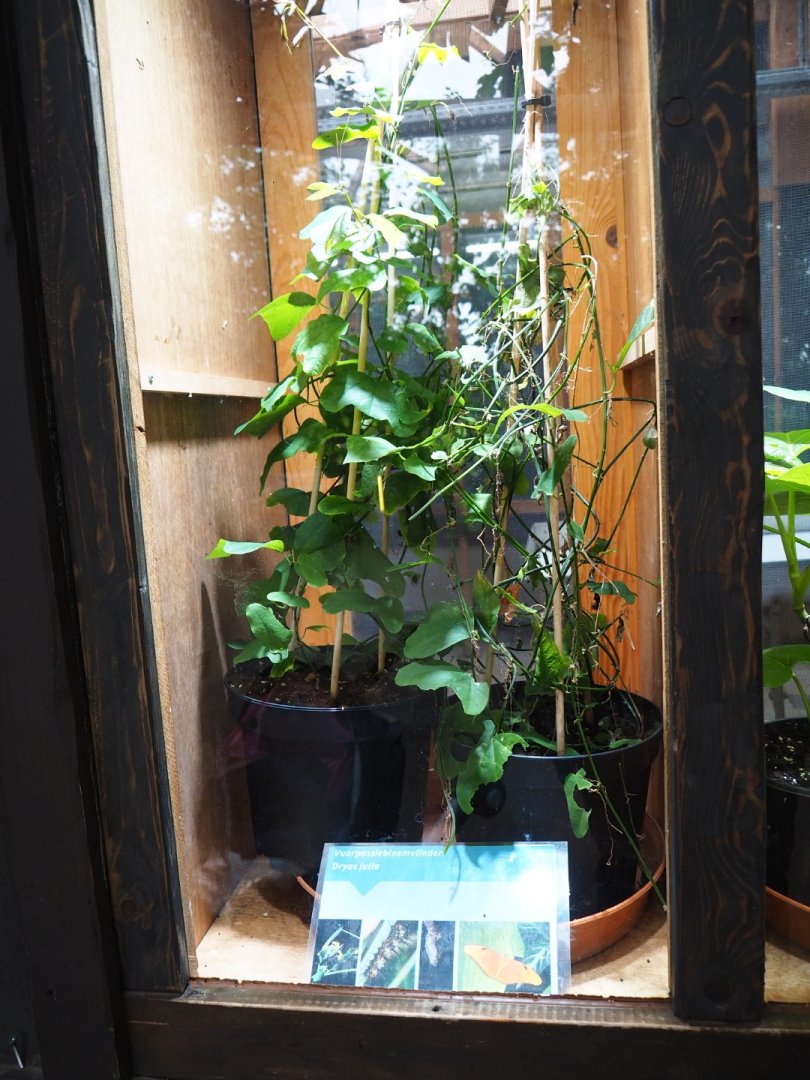Raising room with Passiflora plant for Dryas iulia caterpillars (Nov 10th, 2018)