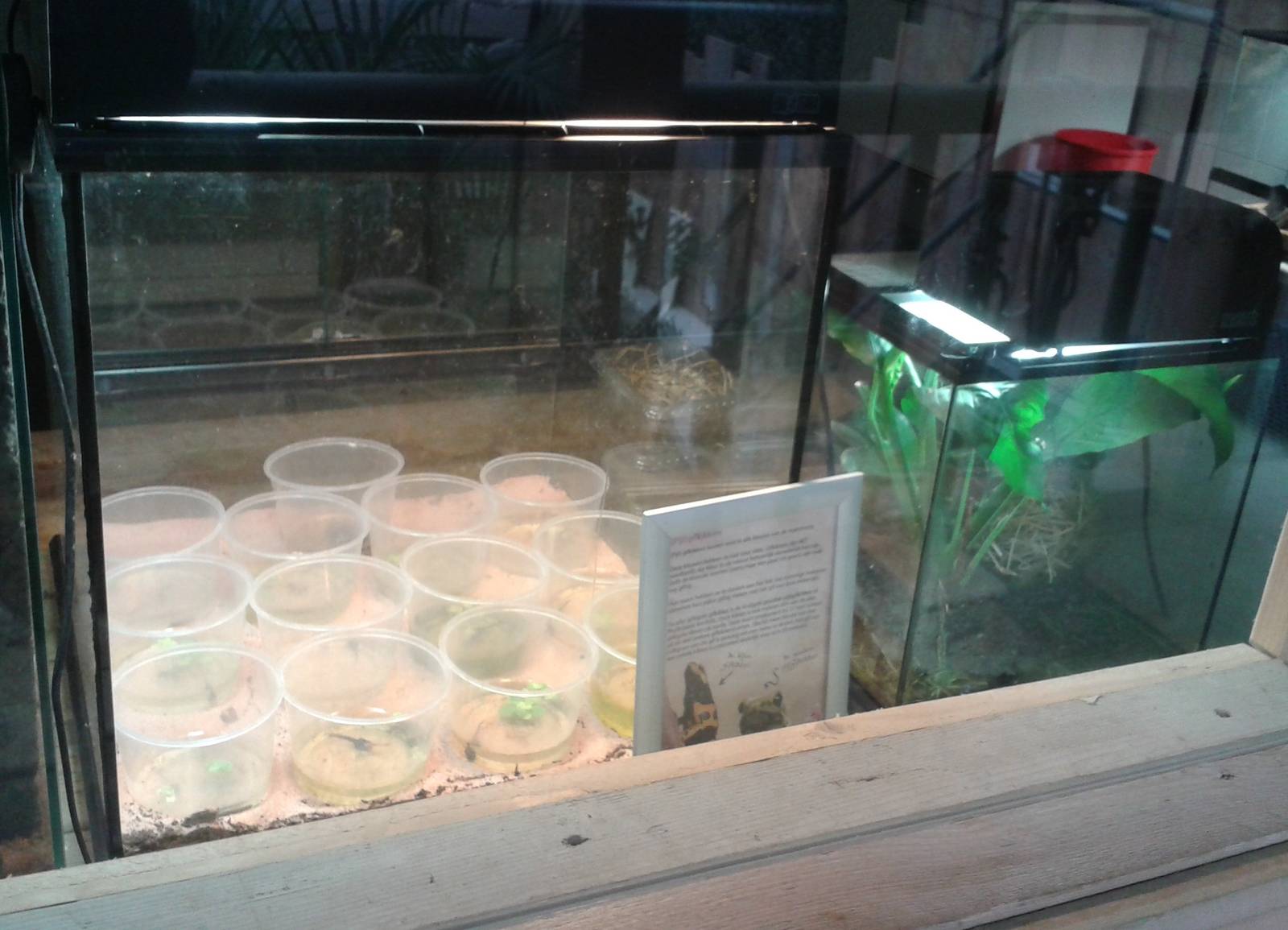 raising tadpods of dart frogs