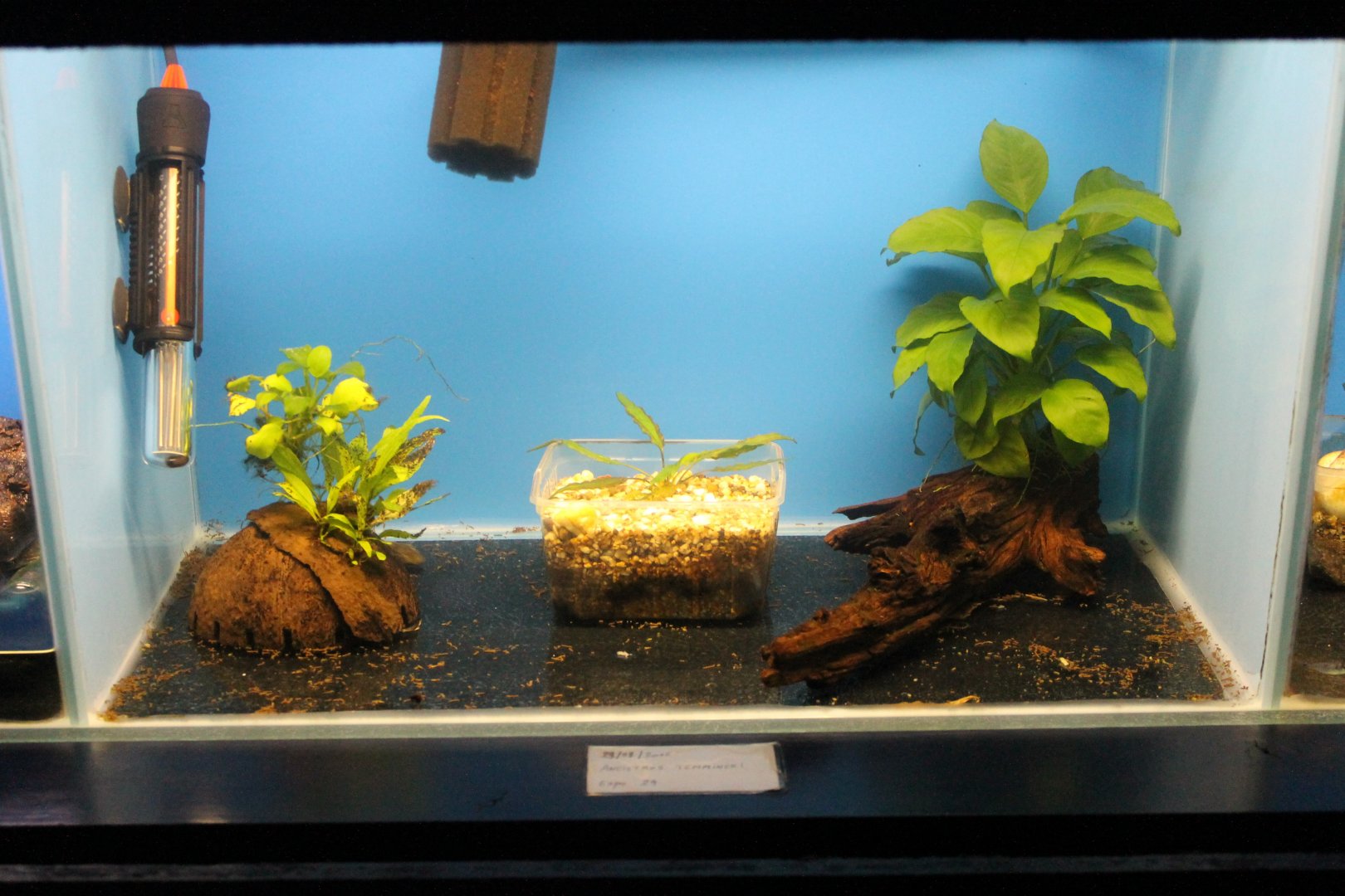 Raising-tank Ancistrus temmincki