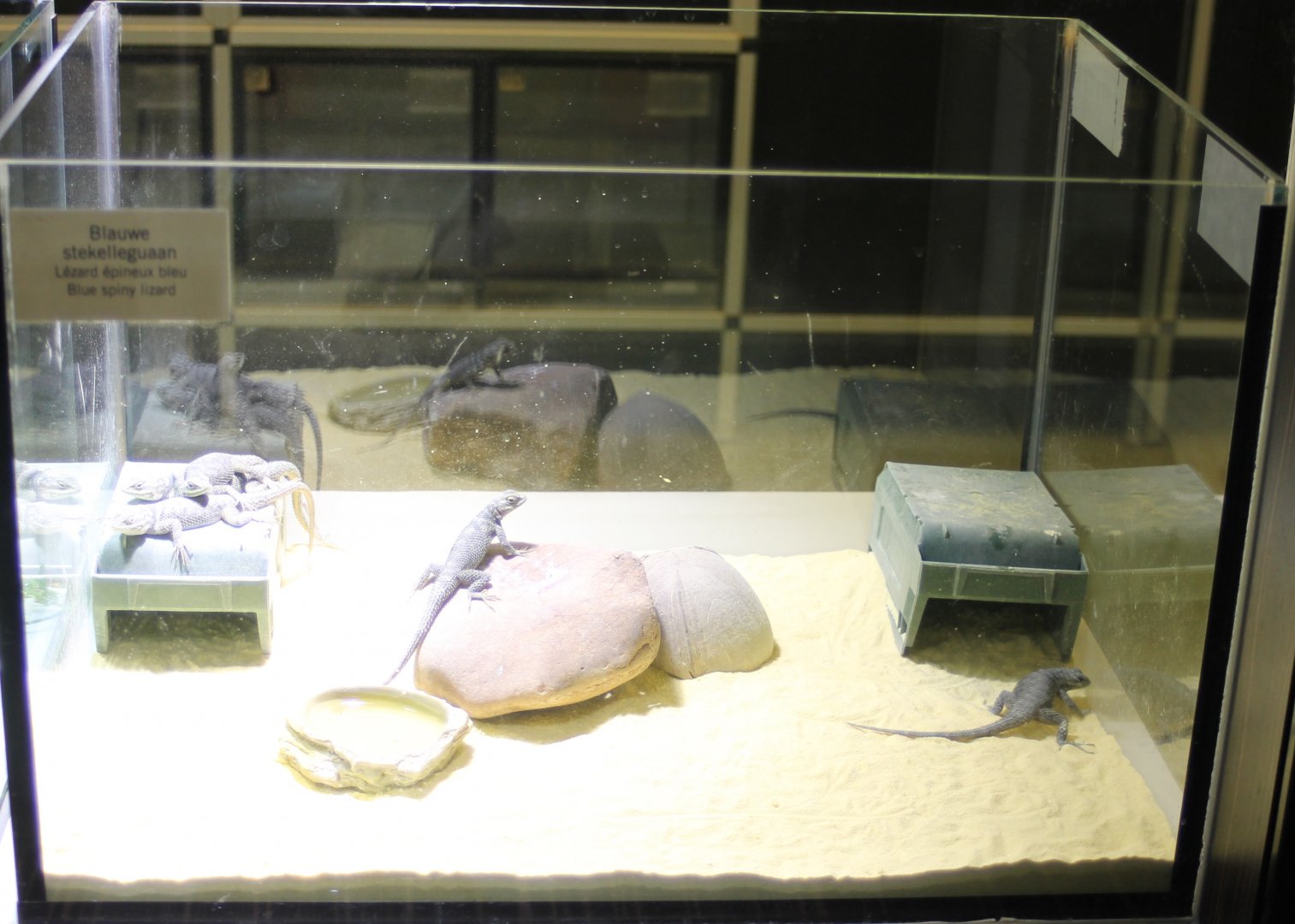 Raising-tank Blue spiny lizard