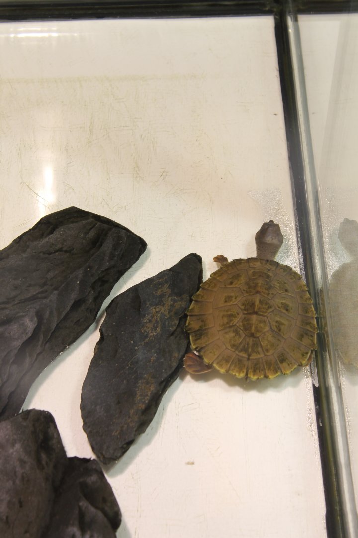 Raising-tank Branderhorst's snapping turtle