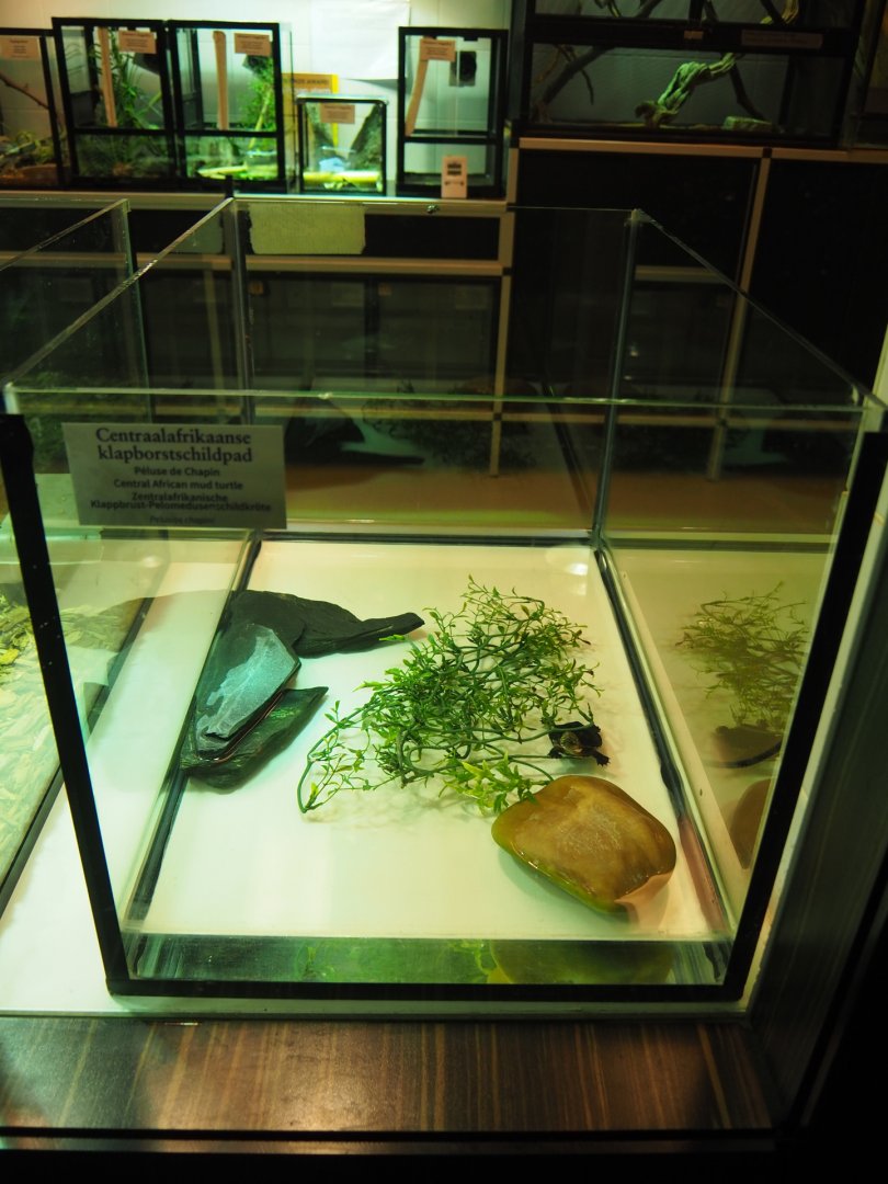 Raising tank Central African mud turtle, 2019-12-30