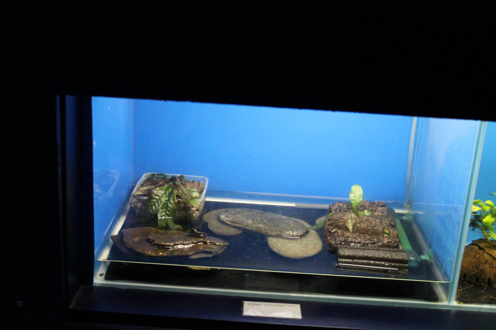 Raising-tank Cynops encicauda popei