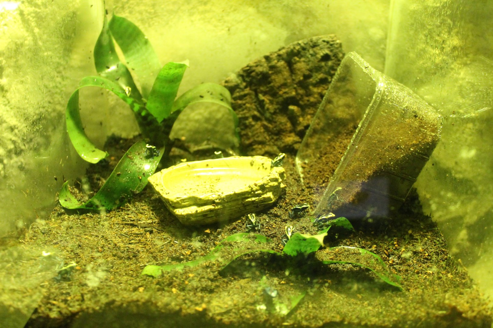 Raising-tank Dart frogs