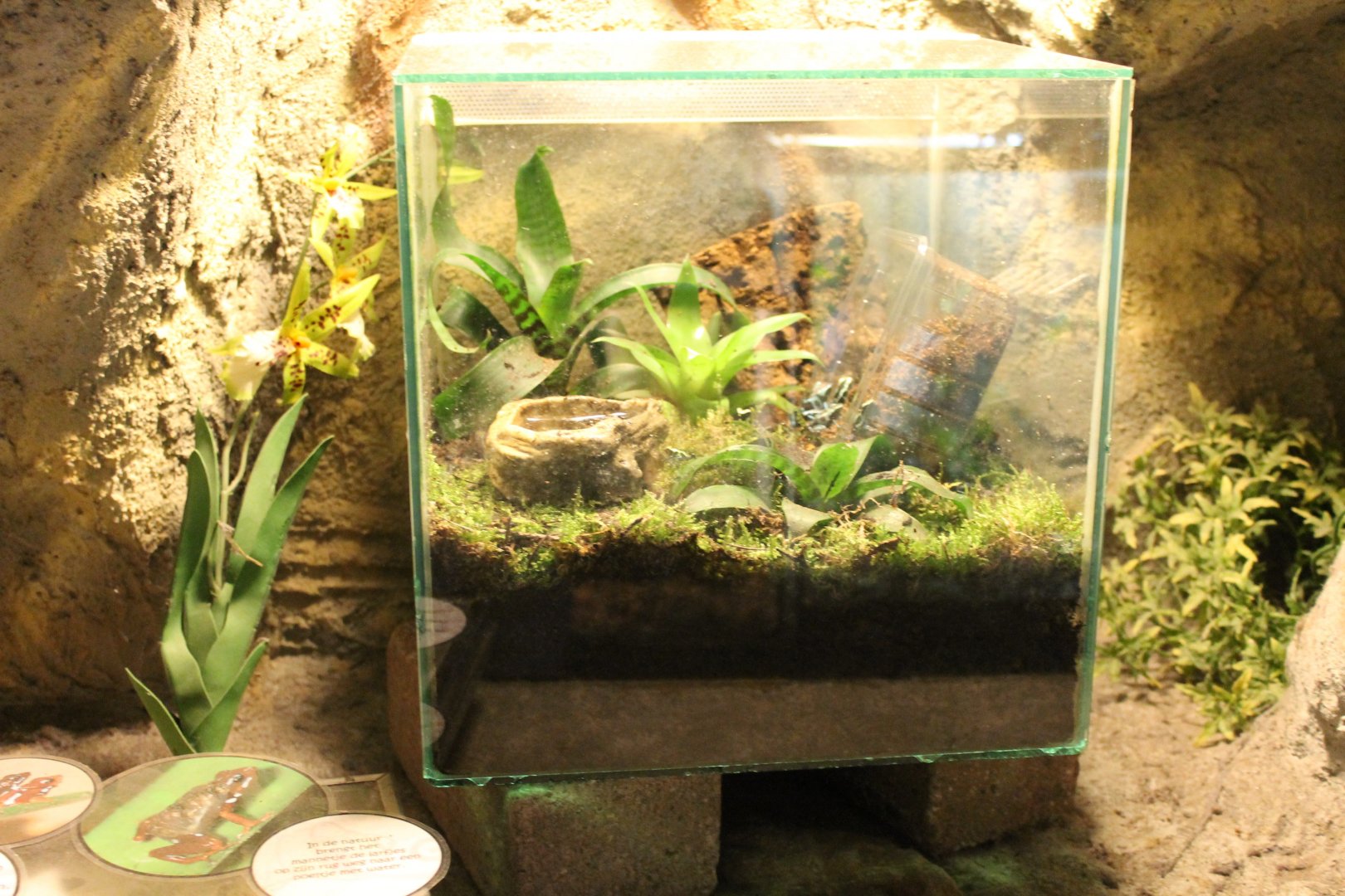 Raising tank Dartfrogs