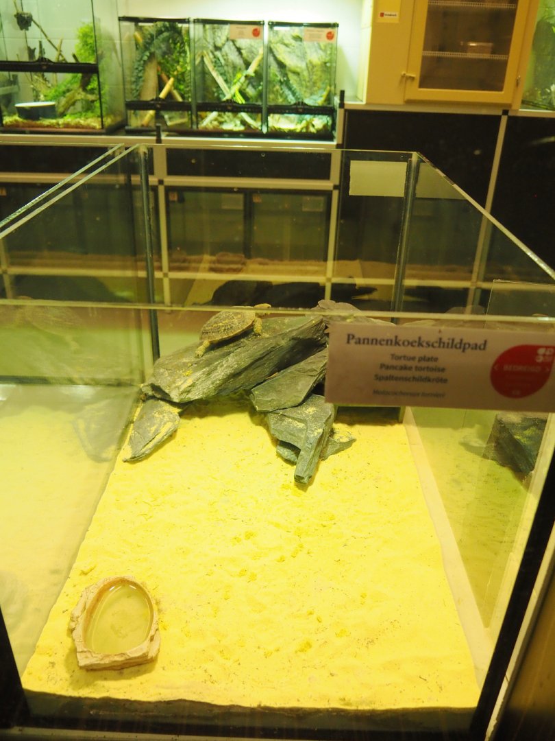 Raising tank for juvenile Pancake tortoise in the Reptile house nursery, 2022-03-16
