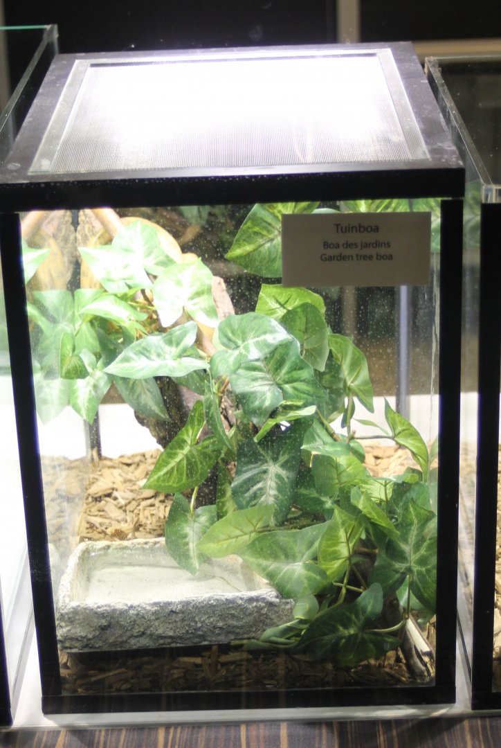 Raising-tank Garden tree boa